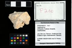 Foto (Objekt + Etikett) von Lecythocaris sp.  (NHMW-GEO-2014-0194-0210)